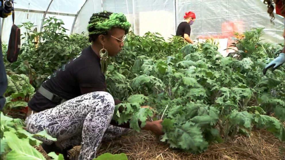 PHOTO: Members of the Black Urban Gardeners and Farmers of Pittsburgh Co-Op tend to their crops at the Homewood Historical Urban Farm in of Pittsburgh, September 2020.