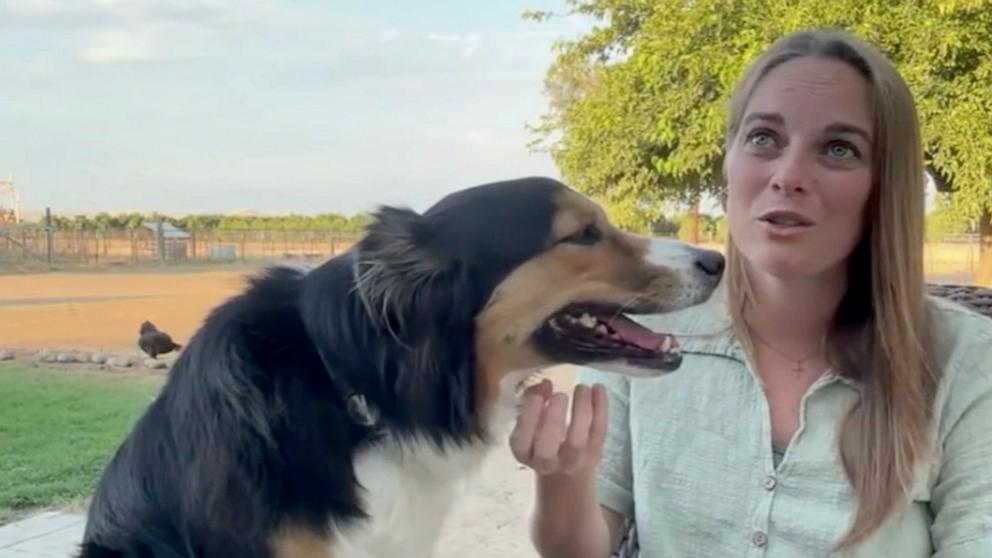 PHOTO: Fig, an Australian shepherd, recently reunited with her family in California after going missing for 10 days.