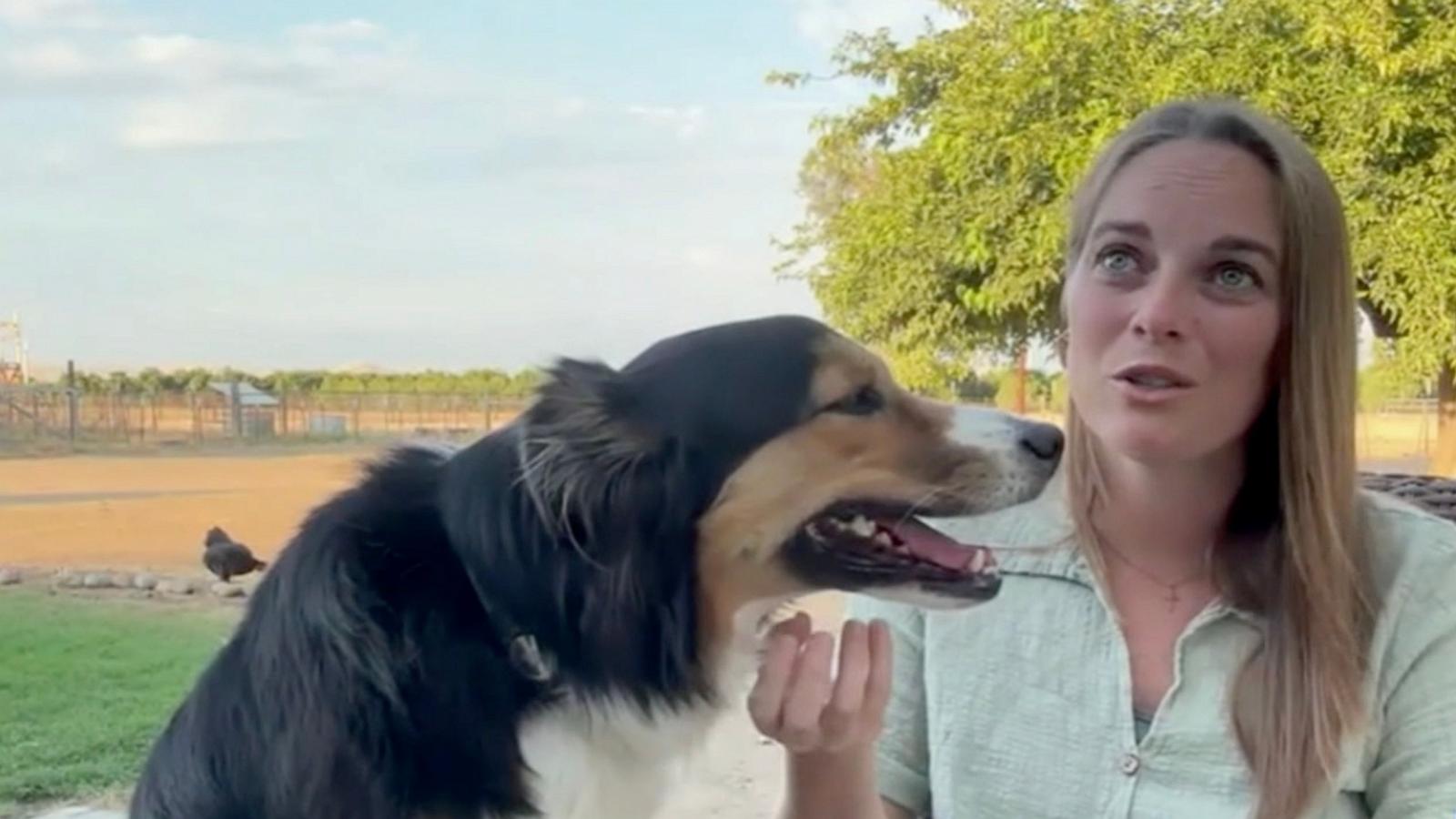 PHOTO: Fig, an Australian shepherd, recently reunited with her family in California after going missing for 10 days.