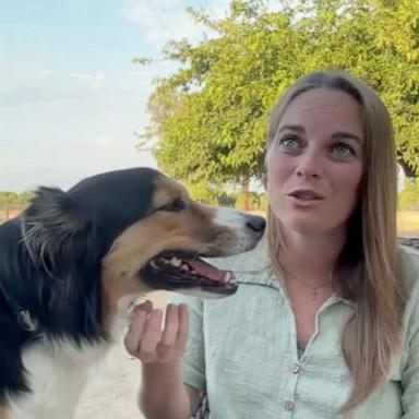 PHOTO: Fig, an Australian shepherd, recently reunited with her family in California after going missing for 10 days.
