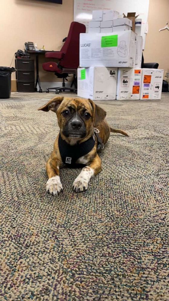 PHOTO: Riggs will be trained to be a support dog and will accompany fire department staff to community events.