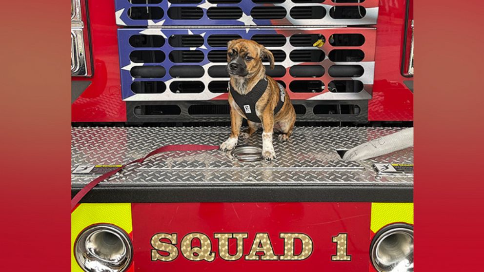 PHOTO: Riggs, a six-month-old puppy, was adopted by the East Haven Fire Department in Connecticut after being rescued from a locked, hot car.