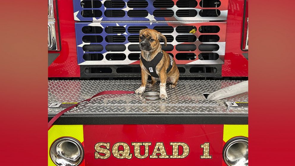 PHOTO: Riggs, a six-month-old puppy, was adopted by the East Haven Fire Department in Connecticut after being rescued from a locked, hot car.