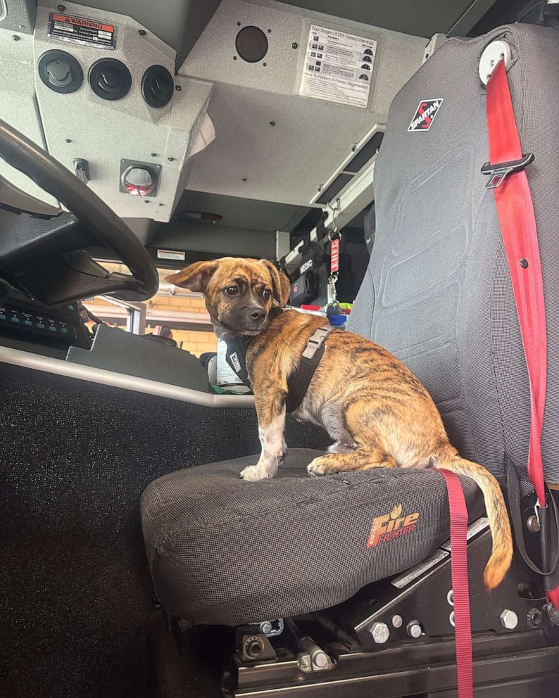 Fire department adopts puppy who was rescued from locked, hot car - ABC News