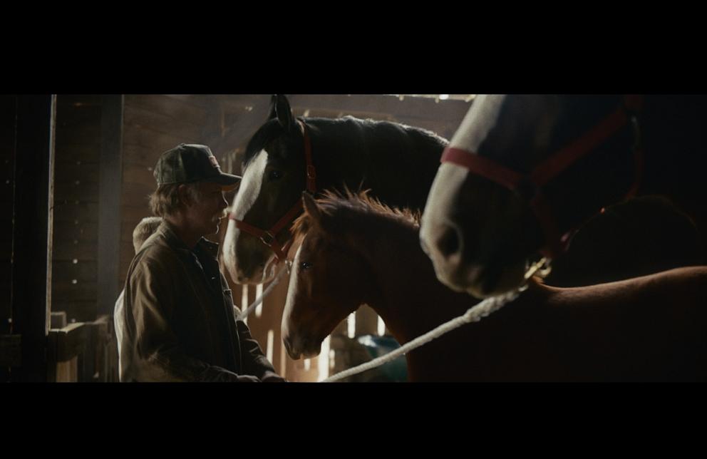 PHOTO: A Clydesdale foal stars in the new Budweiser Super Bowl ad.