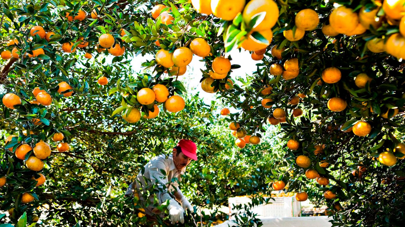 PHOTO: In this Jan. 5, 2010, file photo, oranges are picked at an orange grove in Winter Garden, Fla.