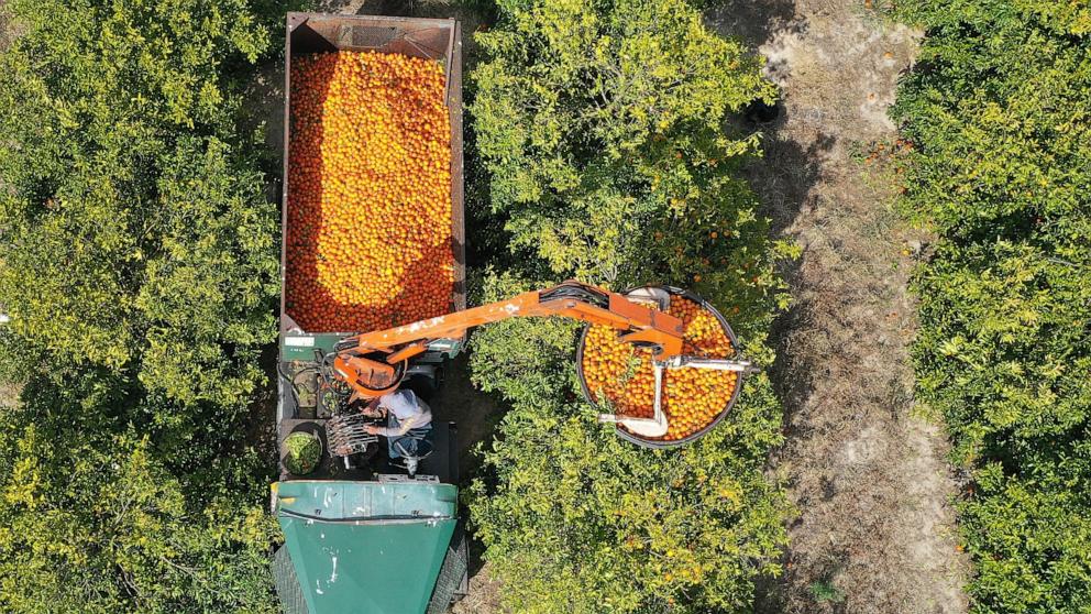 PHOTO: In this Feb. 1, 2022, file photo, a worker drives a fruit loader as he helps harvest oranges at one of the Peace River Packing Company groves in Fort Meade, Fla.