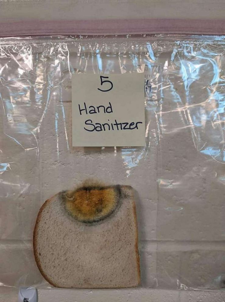 PHOTO: Jaralee Metcalf, a behavior specialist at Discovery Elementary School in Idaho Falls, posted a science project she and special education teacher Dayna Robertson faciliatated to teach kids the importance of cleanliness. Slices of bread were used.