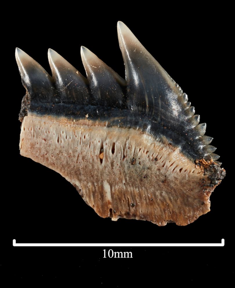 PHOTO: Philip Mullaly found a set of shark teeth in Jan Juc along Victoria's Surf Coast where a team of paleontologists at Museums Victoria excavated the fossils.