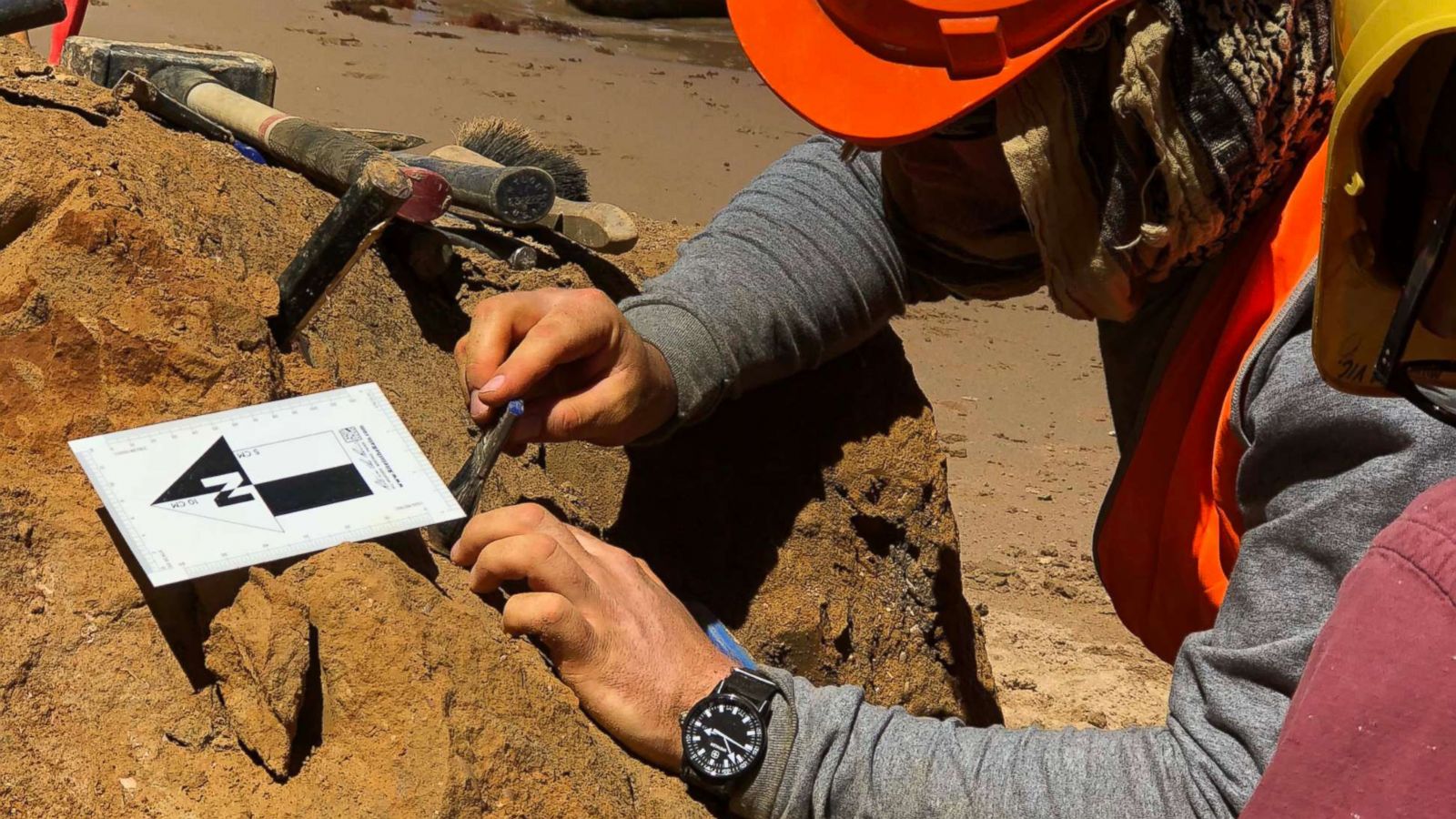 PHOTO: A set of shark teeth were found in Jan Juc along Victoria's Surf Coast where a team of paleontologists at Museums Victoria excavated the fossils.