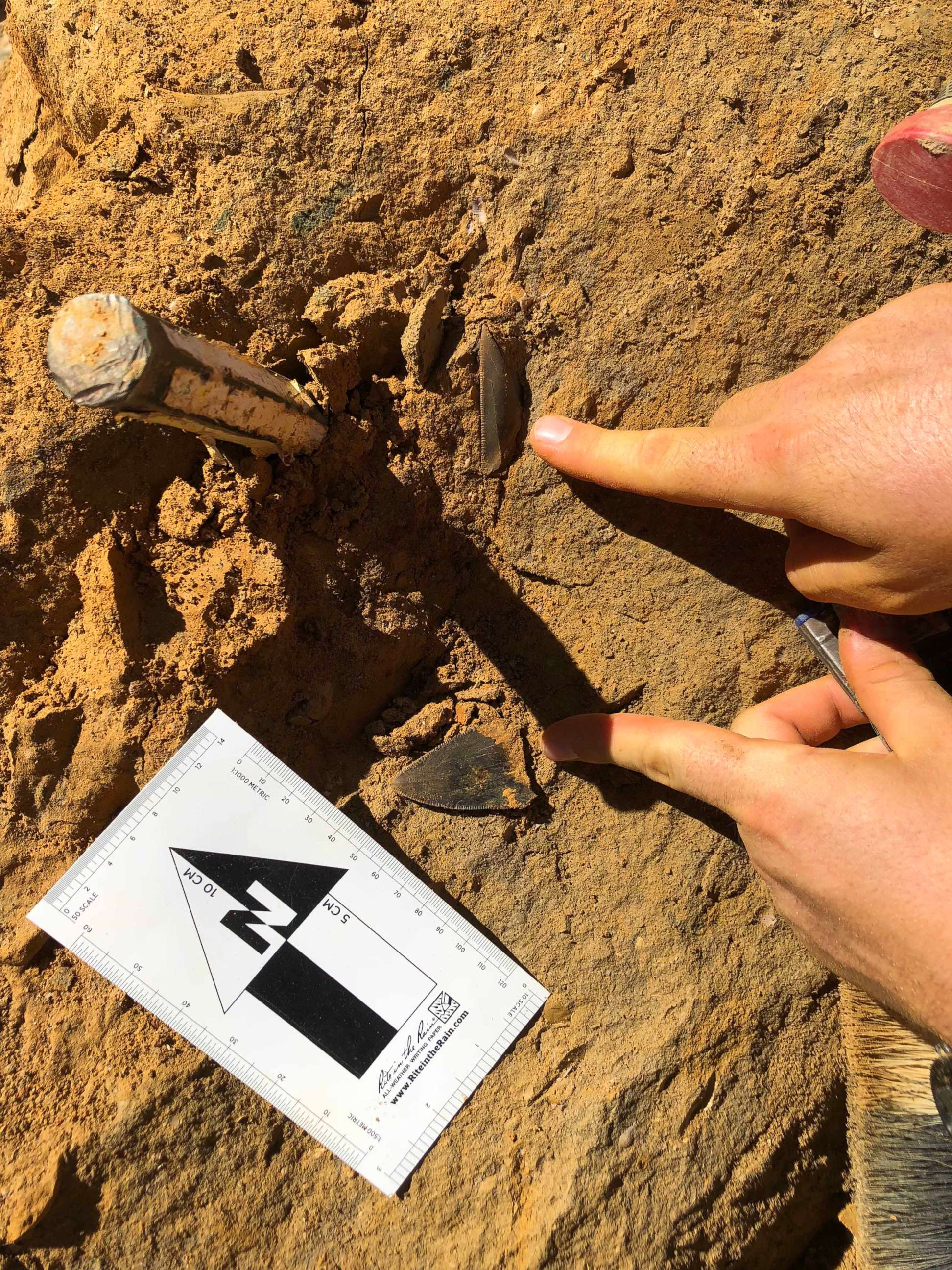 PHOTO: Philip Mullaly found a set of shark teeth in Jan Juc along Victoria's Surf Coast where a team of paleontologists at Museums Victoria excavated the fossils.