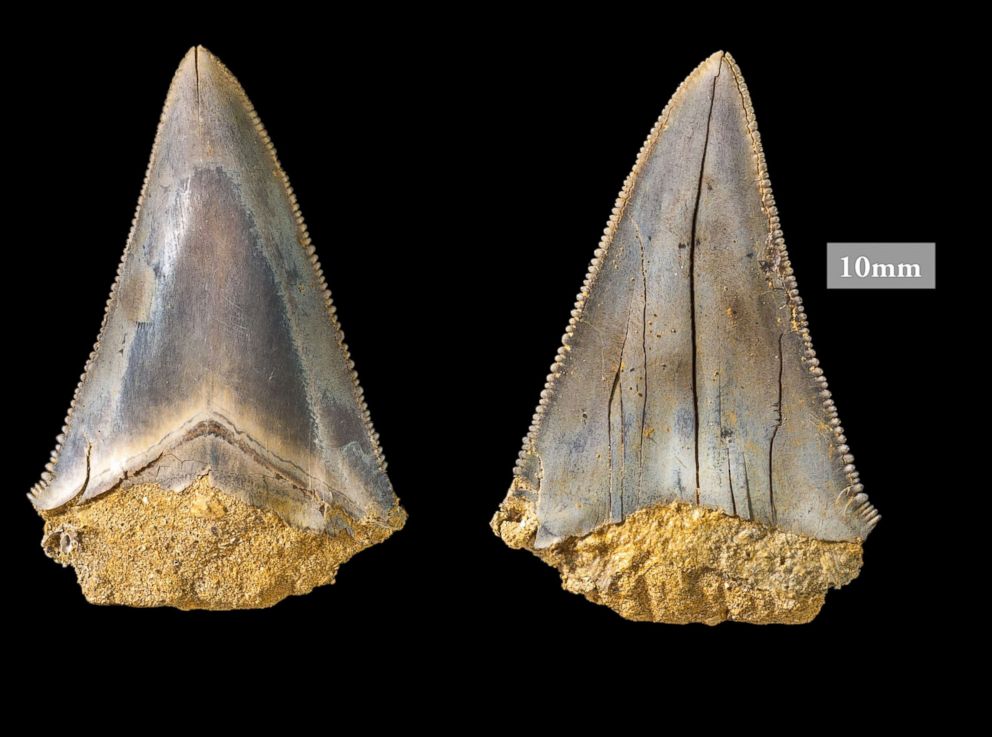 PHOTO: Philip Mullaly found a set of shark teeth in Jan Juc along Victoria's Surf Coast where a team of paleontologists at Museums Victoria excavated the fossils.