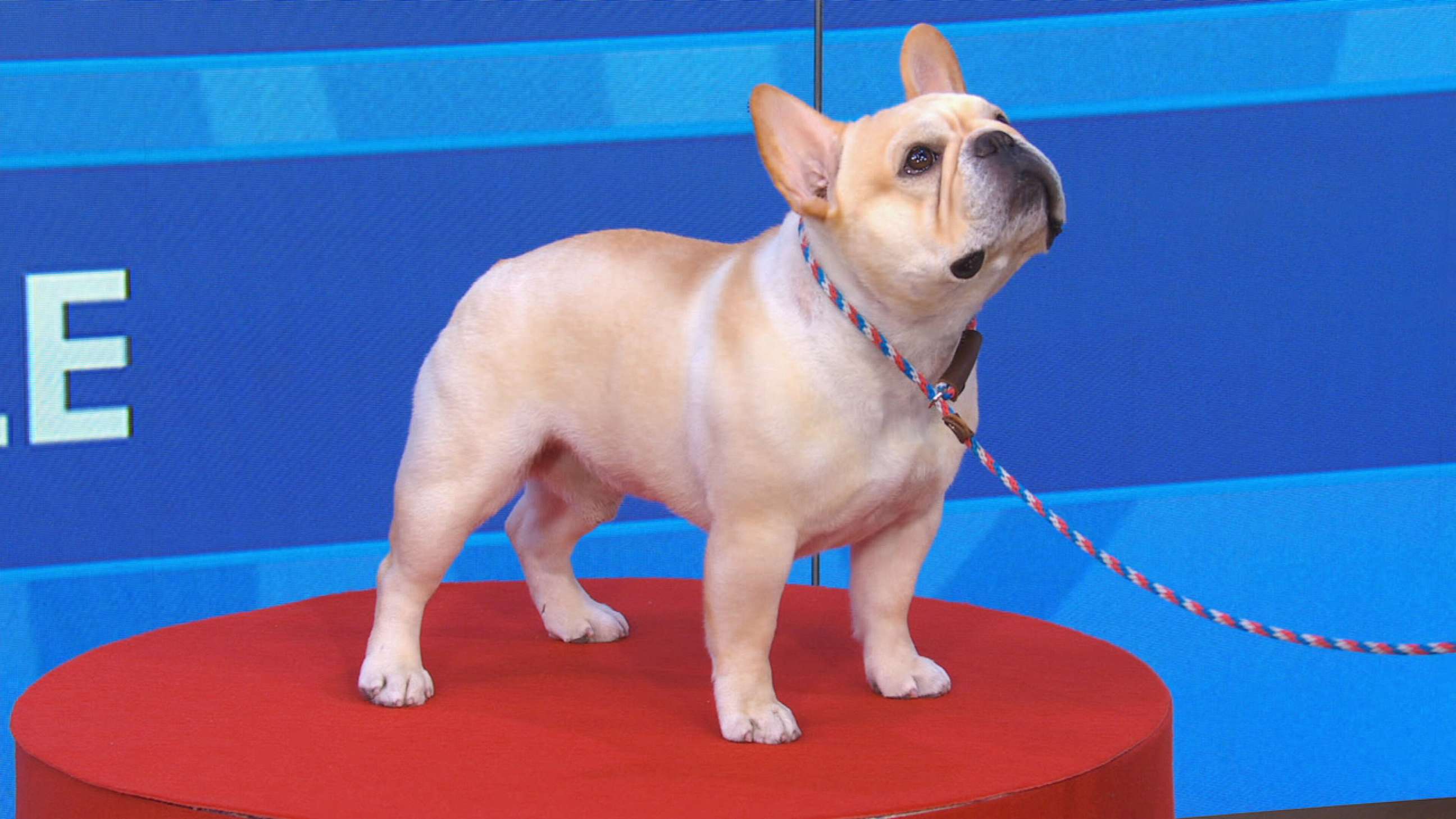 PHOTO: AKC revealed the most popular breed - the French bulldog - Winston!