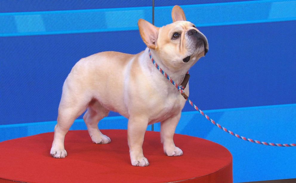 PHOTO: AKC revealed the most popular breed - the French bulldog - Winston!