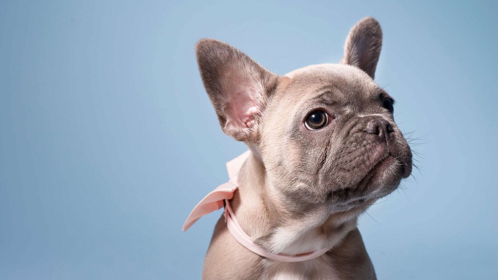 PHOTO: A French bulldog.