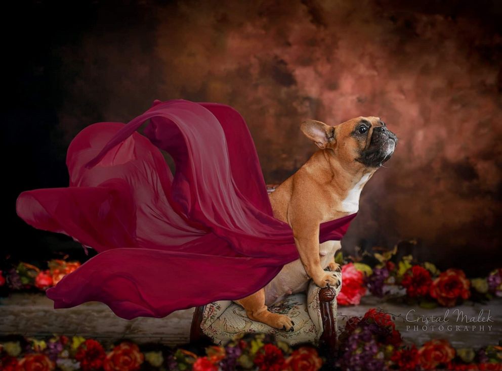 PHOTO: Cozette the bulldogs works her angles in maternity shoot.