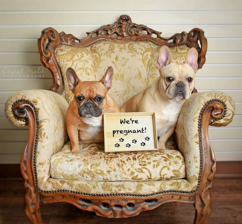 french-bulldog-couple-poses-for-precious-maternity-shoot-good-morning