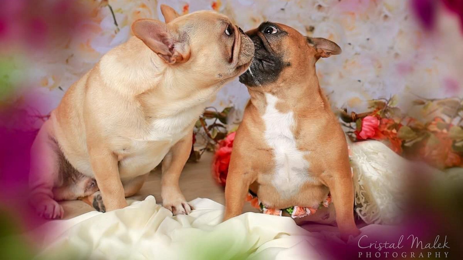 PHOTO: French bulldog couple poses for precious maternity shoot.