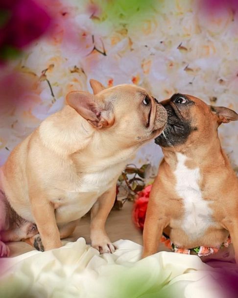 how long is the pregnancy of a french bulldog