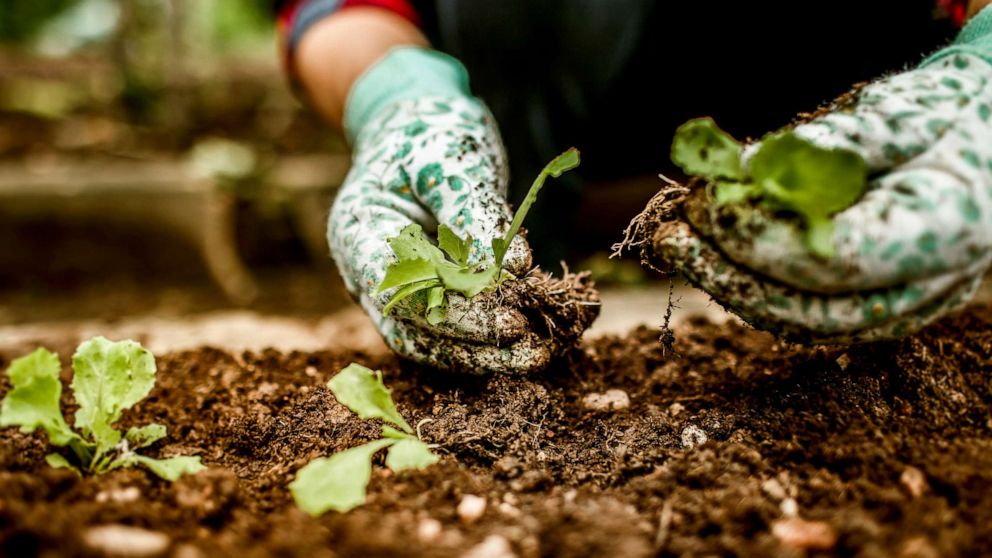 PHOTO: Stock photo of a person in their garden.