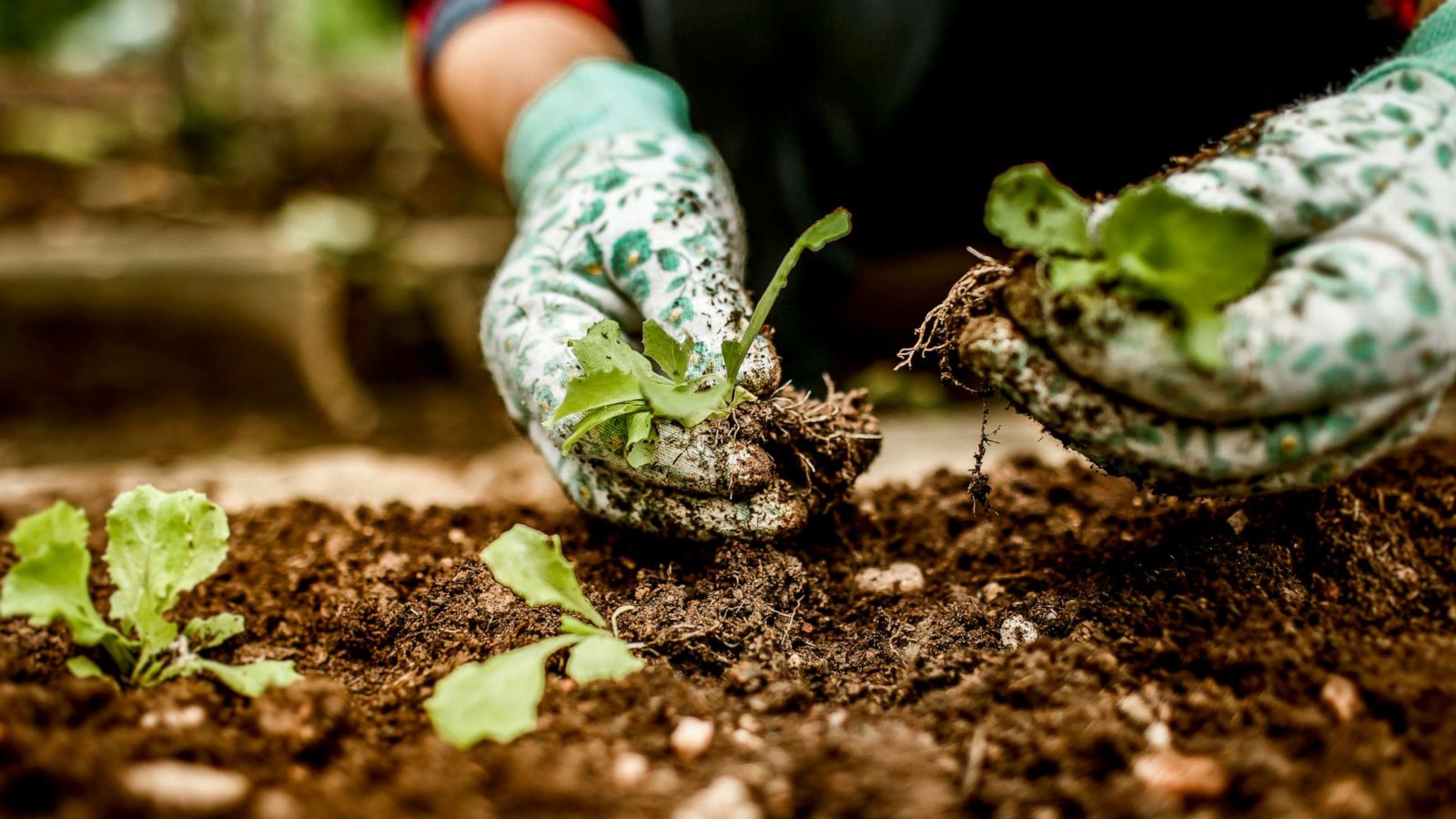 PHOTO: Stock photo of a person in their garden.