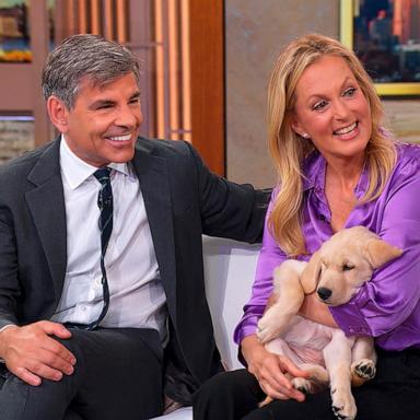 PHOTO: “Good Morning America” co-anchor George Stephanopoulos and his wife, Ali Wentworth, have adopted a new puppy named Fig.