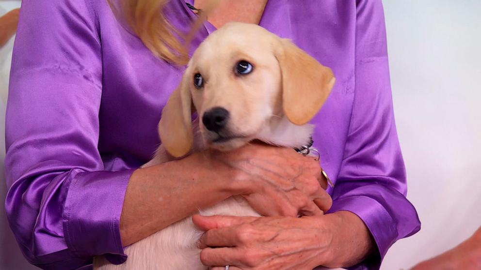 PHOTO: “Good Morning America” co-anchor George Stephanopoulos and his wife, Ali Wentworth, have adopted a new puppy named Fig.