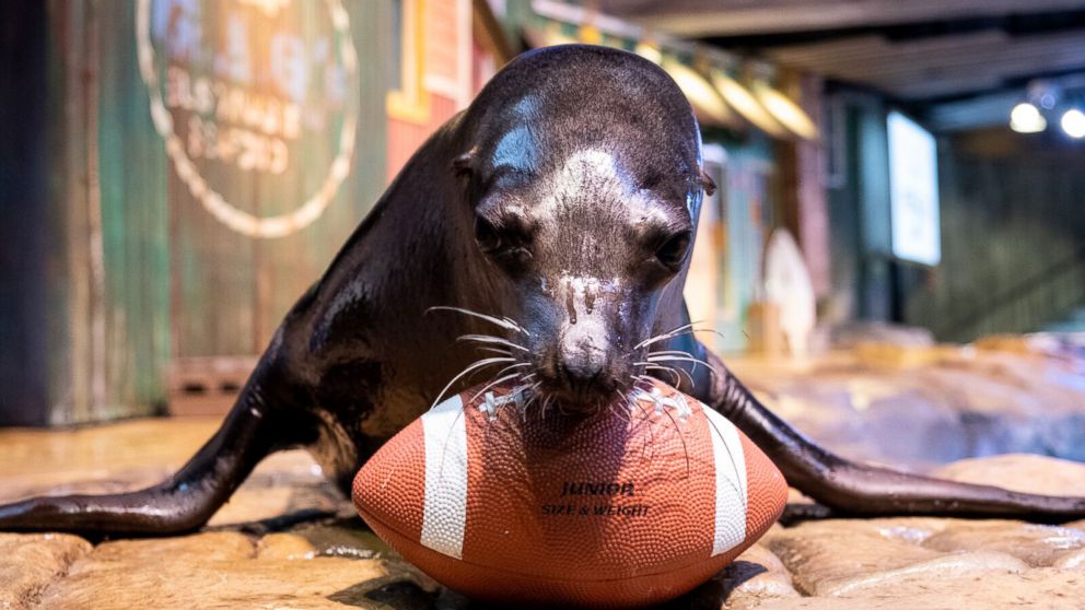 PHOTO: Animals at the Georgia Aquarium in Atlanta are gearing up for their hometown to host the Super Bowl with an adorable photoshoot.