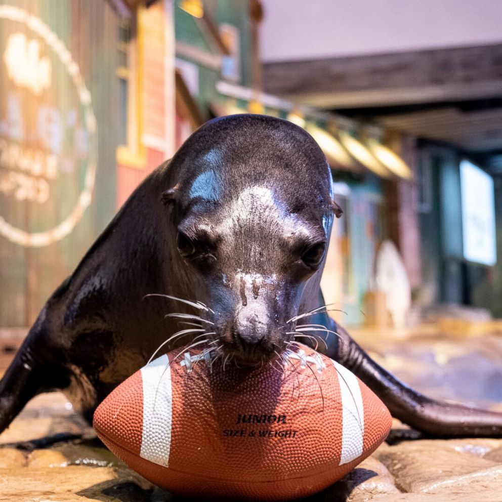 VIDEO: Animals at the Georgia Aquarium gear up to host Super Bowl LIII 