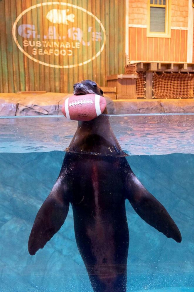 PHOTO: Animals at the Georgia Aquarium in Atlanta are gearing up for their hometown to host the Super Bowl with an adorable photoshoot.