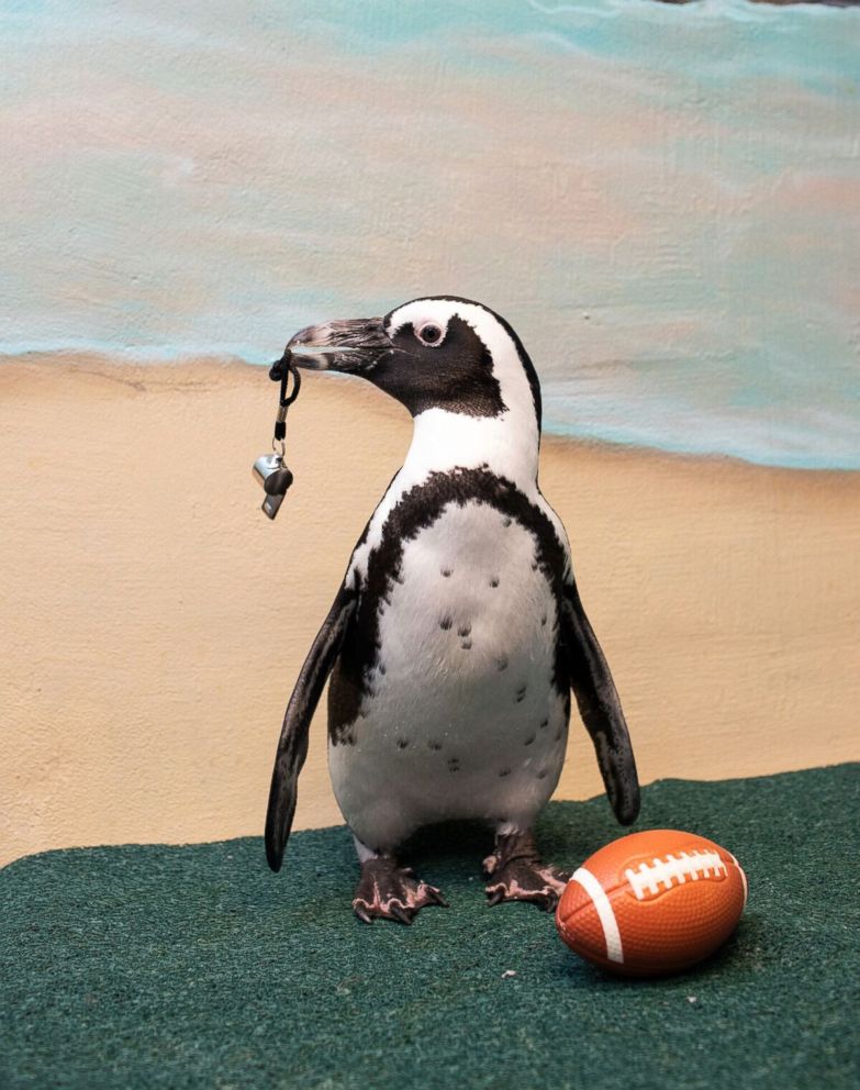 PHOTO: Animals at the Georgia Aquarium in Atlanta are gearing up for their hometown to host the Super Bowl with an adorable photoshoot.
