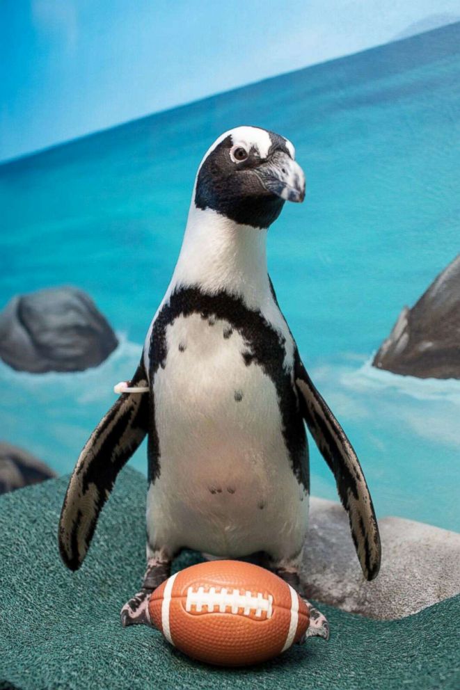 PHOTO: Animals at the Georgia Aquarium in Atlanta are gearing up for their hometown to host the Super Bowl with an adorable photoshoot.