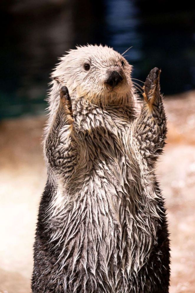 PHOTO: Animals at the Georgia Aquarium in Atlanta are gearing up for their hometown to host the Super Bowl with an adorable photoshoot.