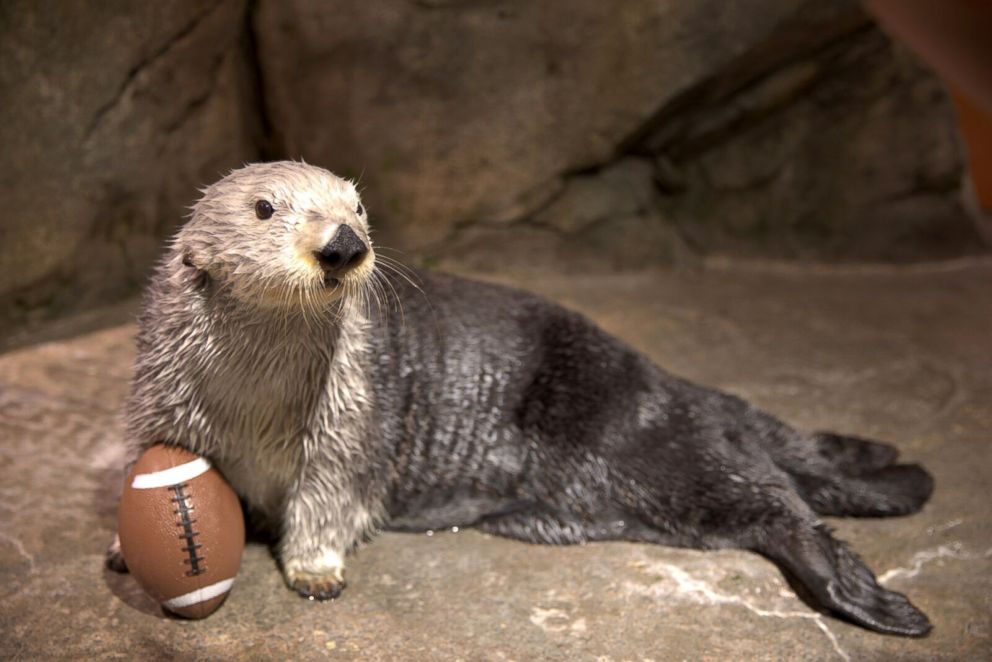 PHOTO: Animals at the Georgia Aquarium in Atlanta are gearing up for their hometown to host the Super Bowl with an adorable photoshoot.