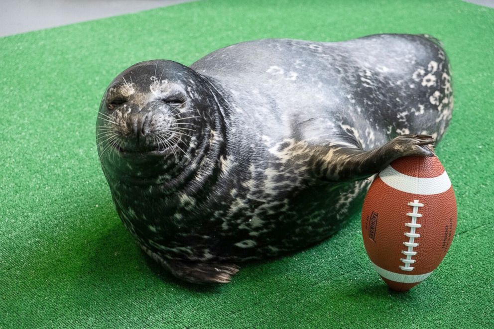 Animals at the Georgia Aquarium gear up to host Super Bowl LIII - Good  Morning America