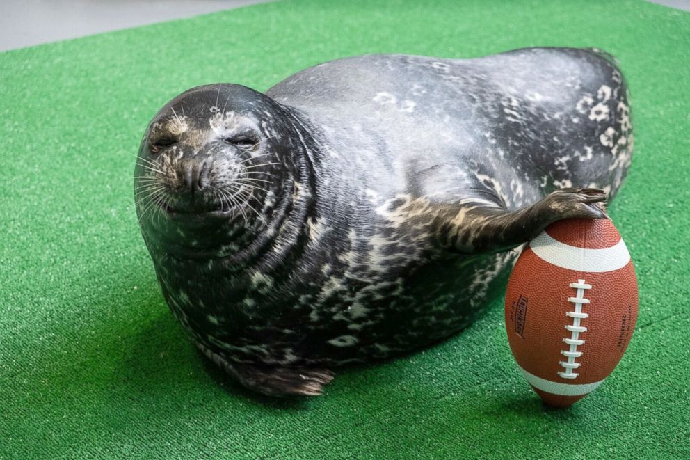 PHOTO: Animals at the Georgia Aquarium in Atlanta are gearing up for their hometown to host the Super Bowl with an adorable photoshoot.