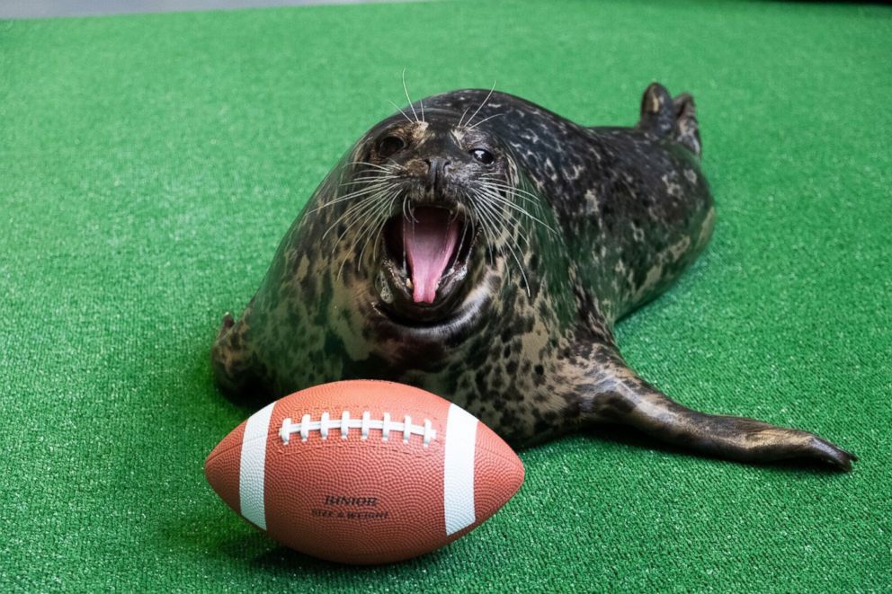 PHOTO: Animals at the Georgia Aquarium in Atlanta are gearing up for their hometown to host the Super Bowl with an adorable photoshoot.