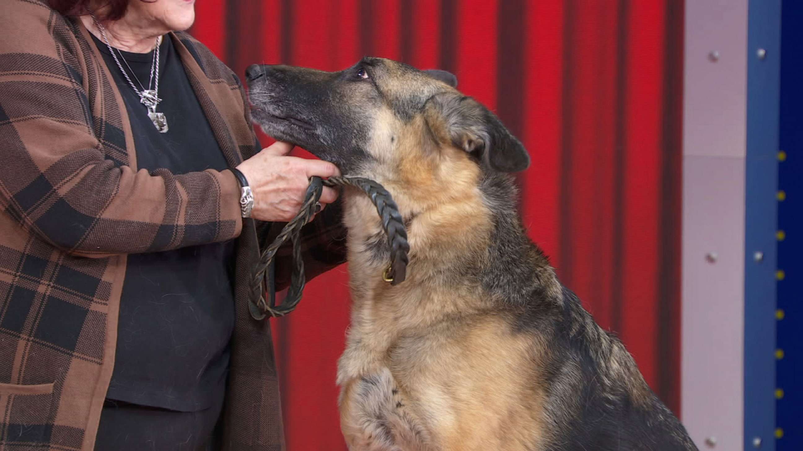 PHOTO: In 4th place, we have the German shepherd - that's Flirt.