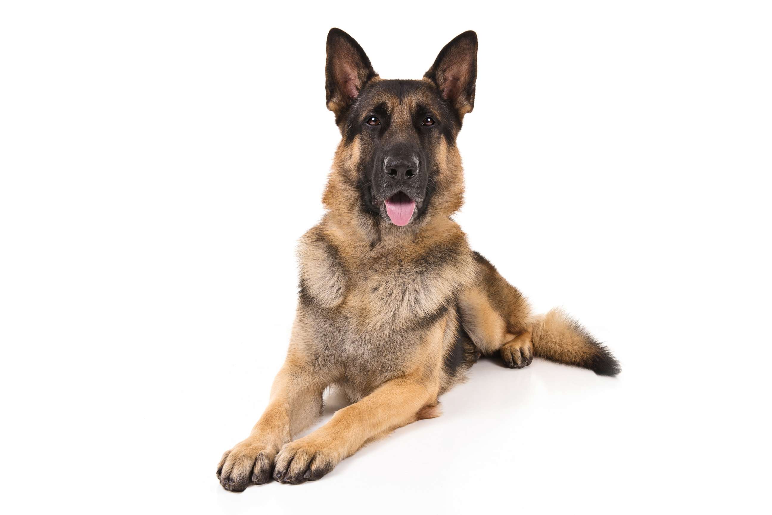 PHOTO: German shepherds are No. 2 on the AKC's most popular dog breeds of 2018.