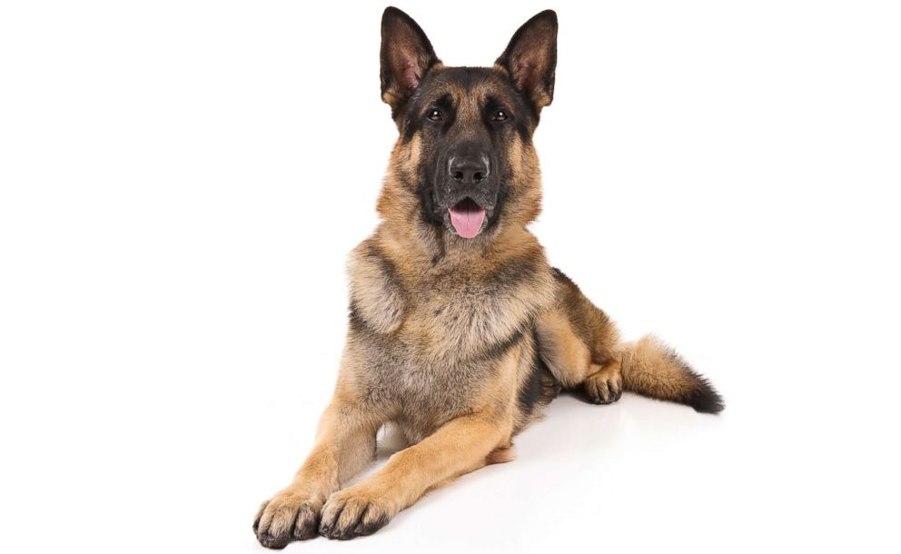 PHOTO: German shepherds are No. 2 on the AKC's most popular dog breeds of 2018.