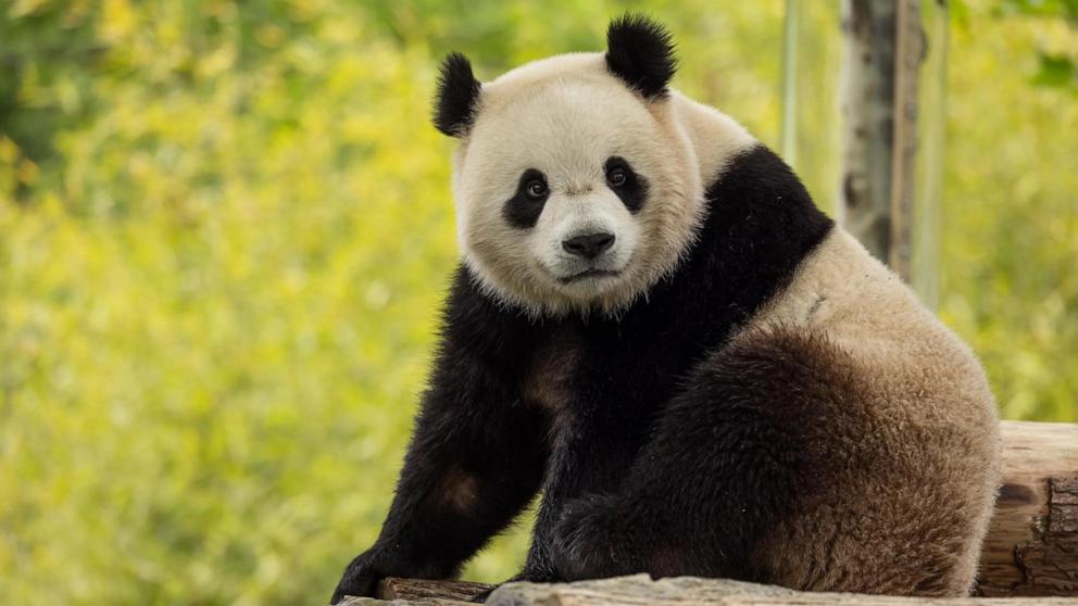 PHOTO: Two-year-old male giant panda Bao Li in his habitat at Shenshuping Base, May 16, 2024, in Wolong, China.