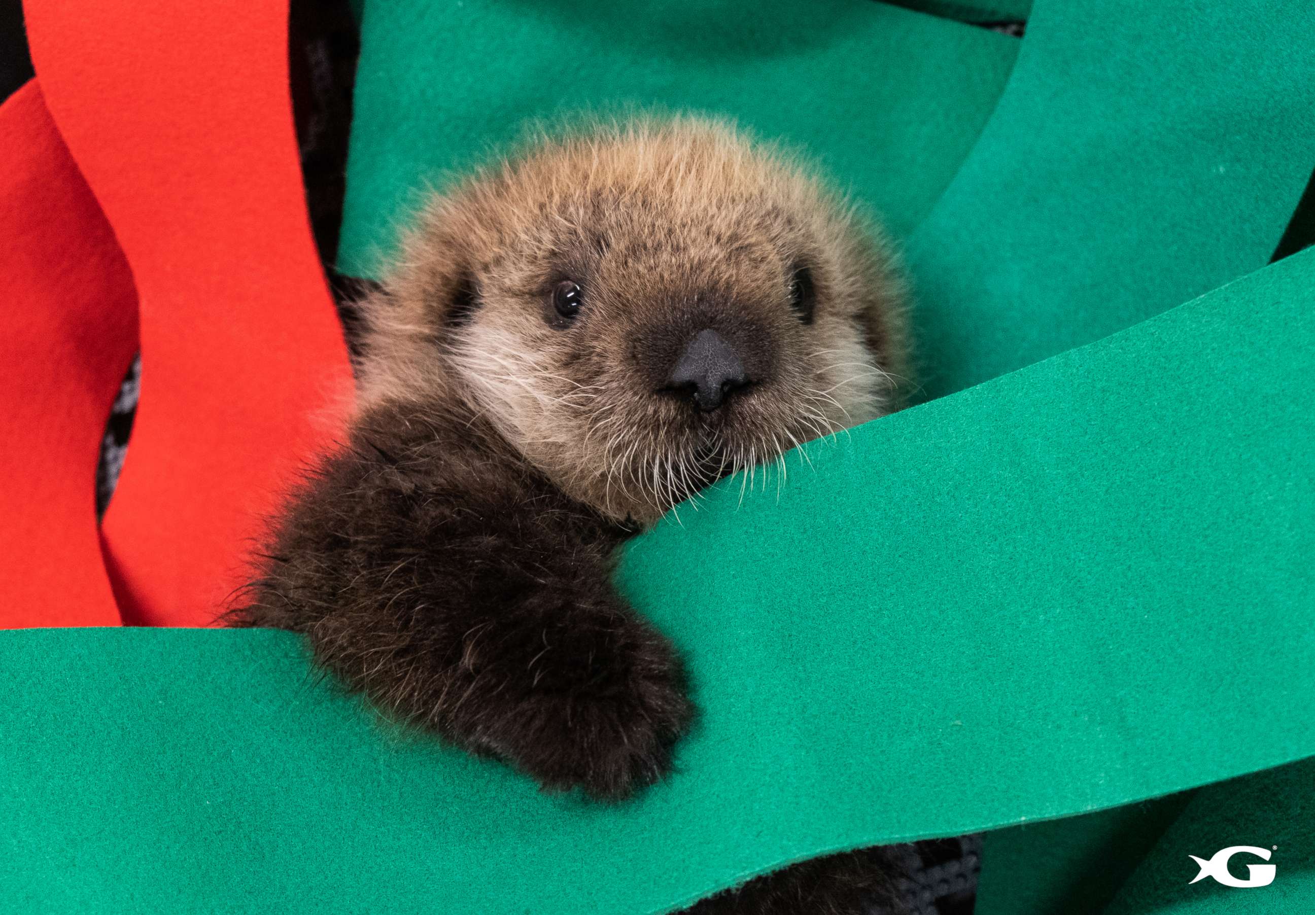 PHOTO: Two rescued sea otter pups found a new home at the Georgia Aquarium. 
