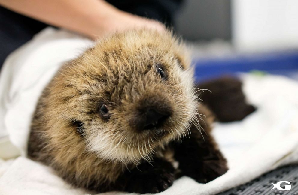 PHOTO: Two rescued sea otter pups found a new home at the Georgia Aquarium. 