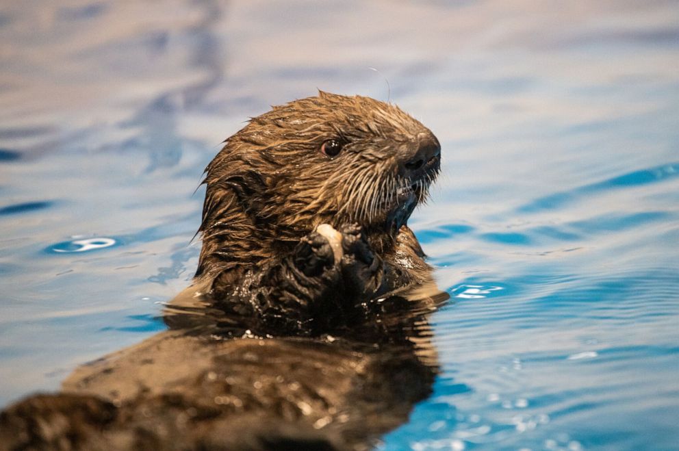 Our favorite rescued baby sea otters are so grown up now - Gibson Ht Jt 190708 HpEmbeD 3x2 992