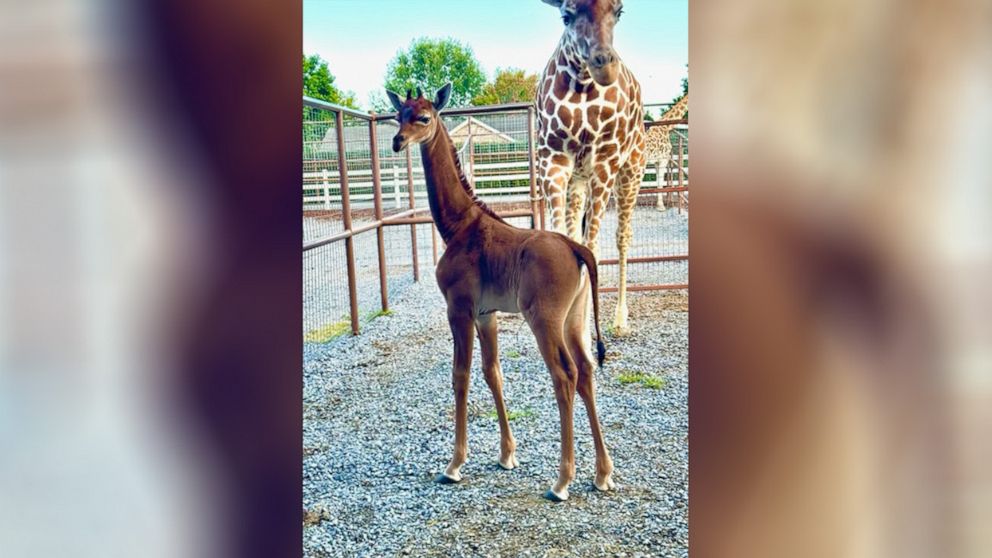 VIDEO: Zoo asks for public’s help naming rare giraffe born without spots