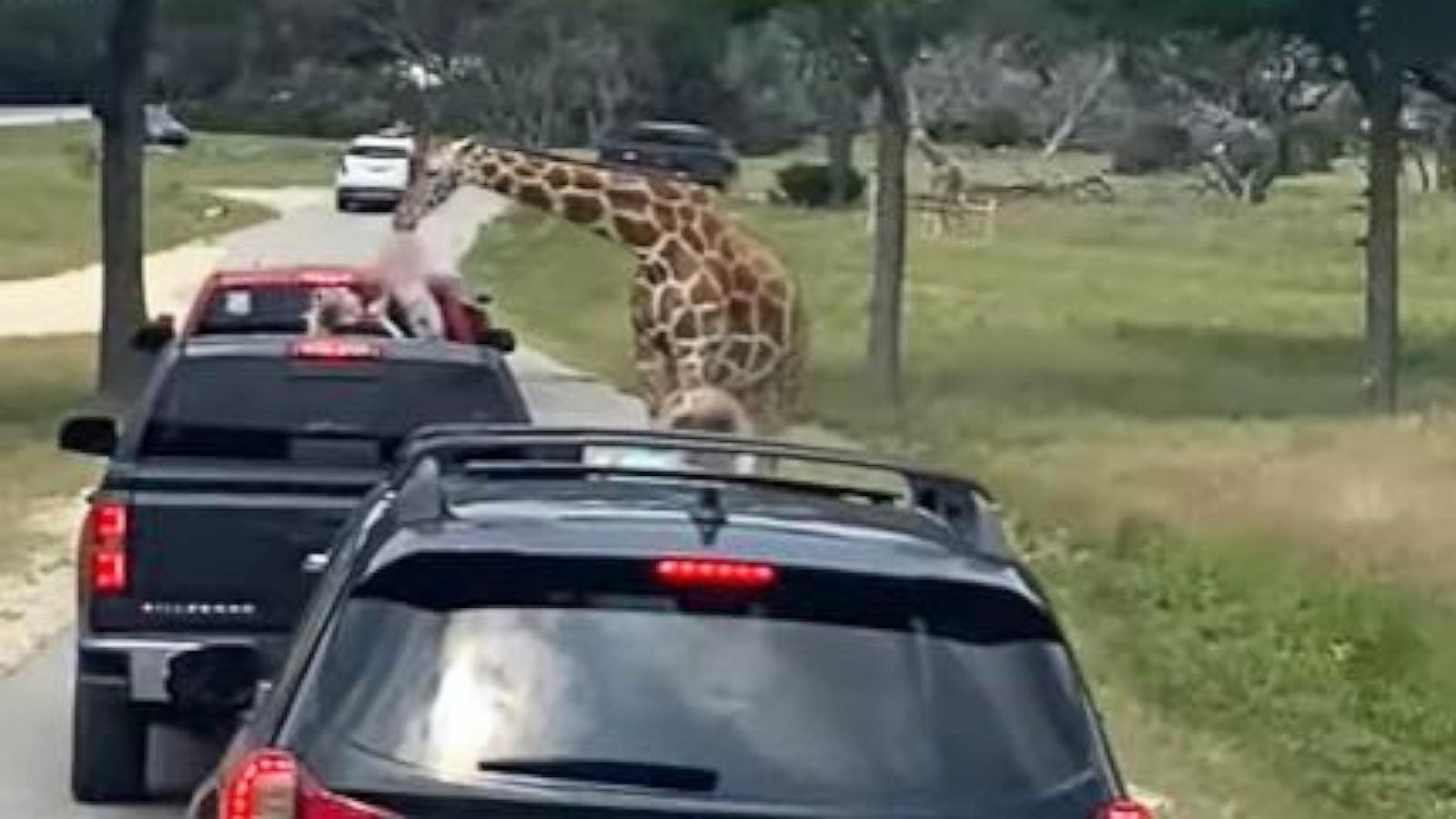 PHOTO: A giraffe picked up a toddler during a family trip to a drive-thru safari at Fossil Rim Wildlife Center, Glen Rose, Texas, on June 1, 2024.