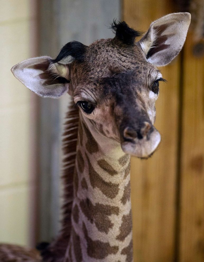 PHOTO: New baby female Masai giraffe born at Disney's Animal Kingdom in Florida.