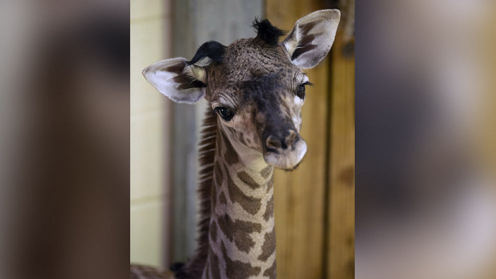 PHOTO: New baby female Masai giraffe born at Disney's Animal Kingdom in Florida.