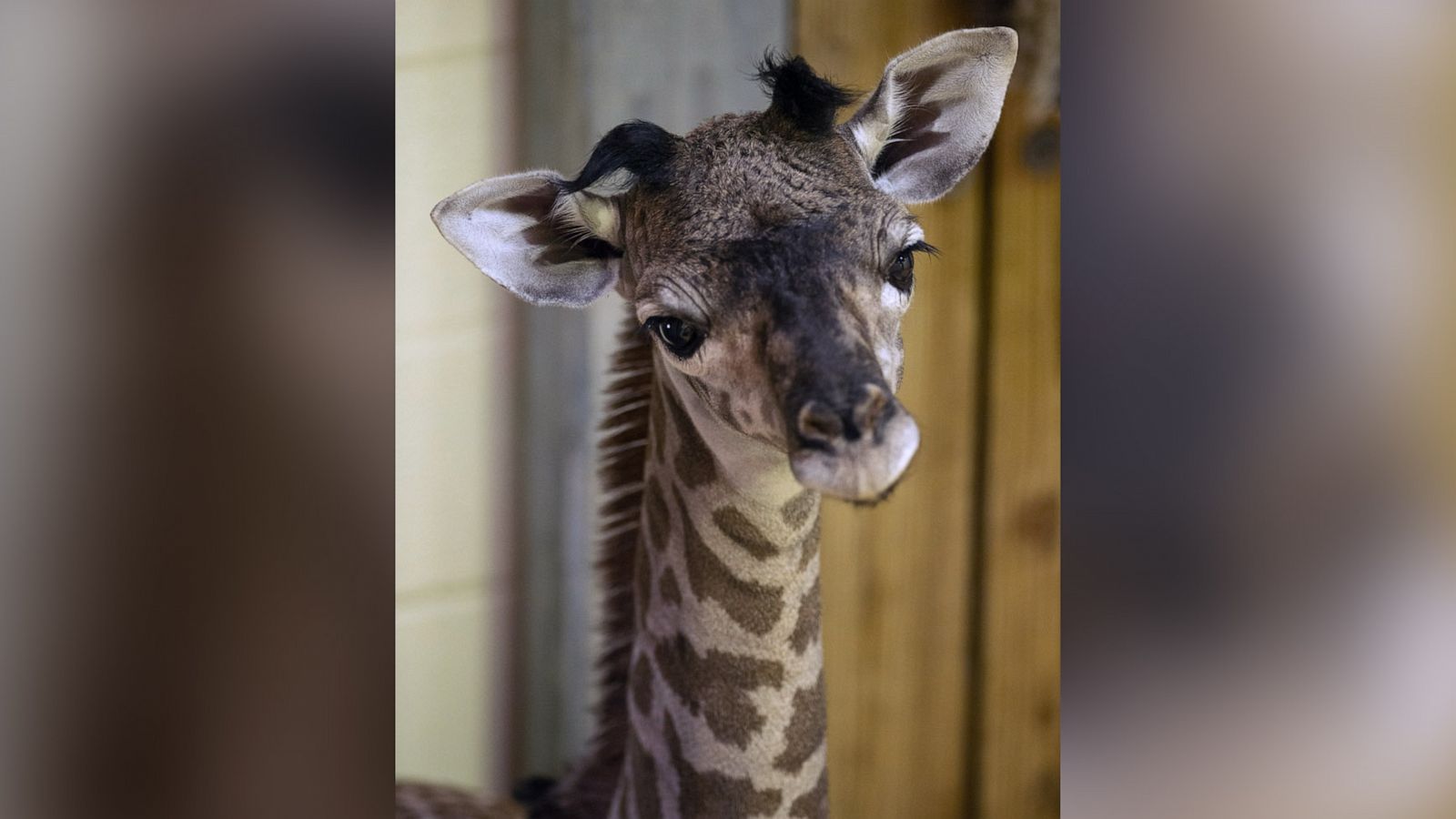 PHOTO: New baby female Masai giraffe born at Disney's Animal Kingdom in Florida.