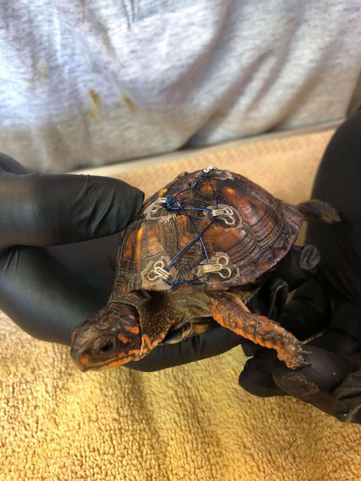 PHOTO: Carolina Waterfowl Rescue turtles bra clasps